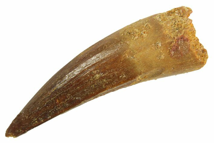 Juvenile Fossil Spinosaurus Tooth - Real Dinosaur Tooth #296942